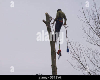 L'uomo in una struttura ad albero utilizzando una motosega per tagliare verso il basso. Foto Stock