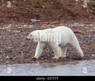Orso polare (Ursus maritimus), Spitsbergen, Svalbard, Norvegia Foto Stock