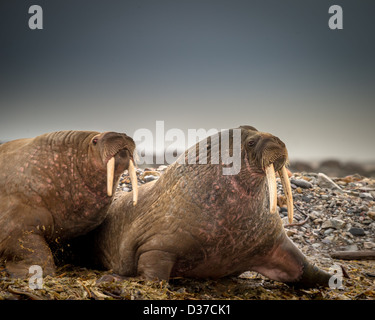 Trichechi sulla spiaggia, Spitsbergen, Svalbard, Norvegia Foto Stock