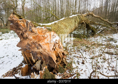 Dead quercia, marcio, caduto nella neve Foto Stock