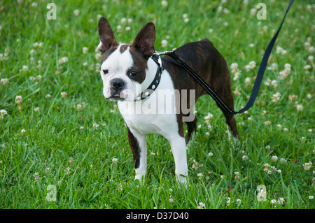 Bianco e nero Boston Terrier al guinzaglio Foto Stock
