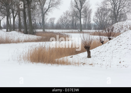 In inverno la natura zona Bommelerwaard in Paesi Bassi Foto Stock