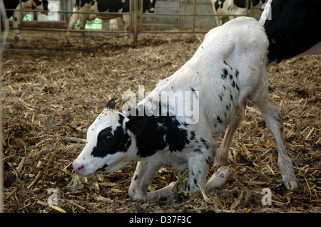 Di vitello neonato imparando a stand Foto Stock