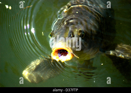 Carpa Foto Stock