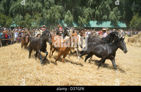 Febbraio 2, 2013, Aguila Sur, Cile. Parte la trebbiatura di frumento con i cavalli. Foto Stock