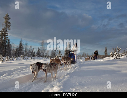 Huskies tirando slittini lungo la neve, la Lapponia Foto Stock
