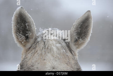 Cavallo in nevicata a Kladruby nad Labem allevamento, 94 chilometri (58 miglia a est di Praga, Martedì, Febbraio 12, 2013. Neve e con temperature di congelamento ha colpito la Repubblica ceca martedì. (CTK Photo/ Josef Vostarek) Foto Stock