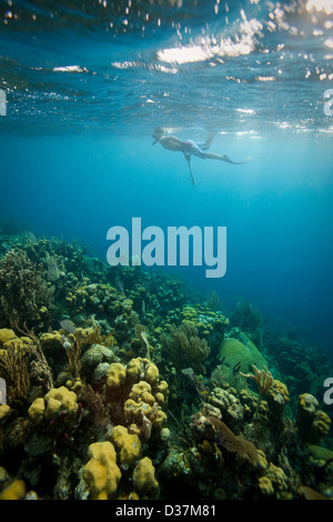 L uomo lo snorkeling su tropical Coral reef Foto Stock