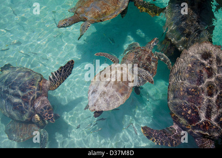 Le tartarughe marine nuotare in acque tropicali Foto Stock