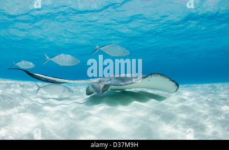 Ray e pesce che nuota sott'acqua Foto Stock