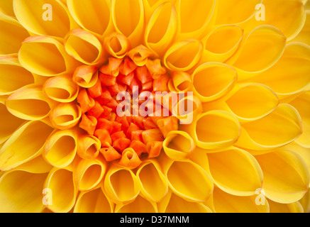 Close up di un giallo Fiore Dahlia testa Foto Stock