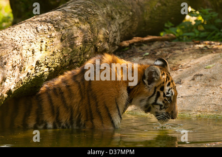 Siberian/Amur tigrotto (Panthera Tigris Altaica) in acqua bere Foto Stock