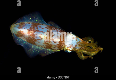 Close up di calamari sott'acqua di notte Foto Stock