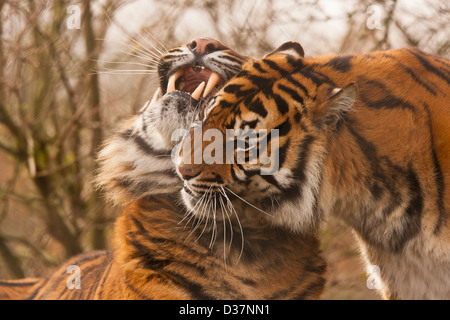 Due tigri di Sumatra (Panthera tigris sumatrae) insieme Foto Stock