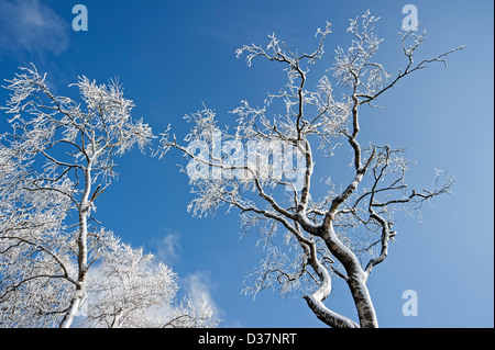 La neve e il gelo trasformata per forte gradiente coperti di betulle contro il cielo blu in inverno Foto Stock