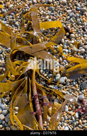 Le alghe lavato fino sulla spiaggia di ciottoli a porta di Durdle Foto Stock