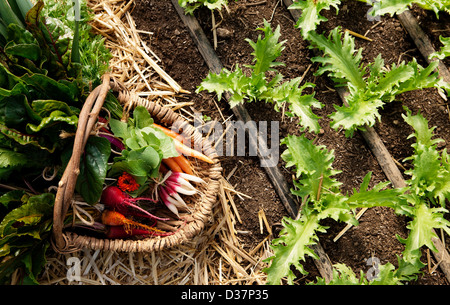 Cesto di verdure raccolte in giardino Foto Stock