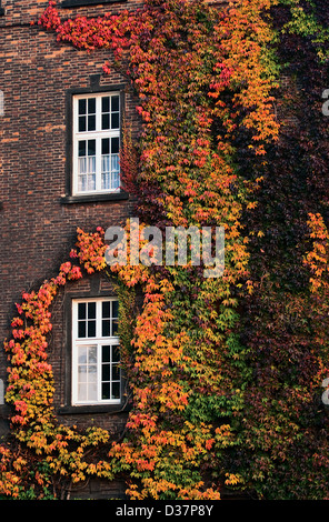 Variegata di edera autunno twist attorno alle finestre sul muro di mattoni Foto Stock