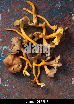 Funghi Foto Stock