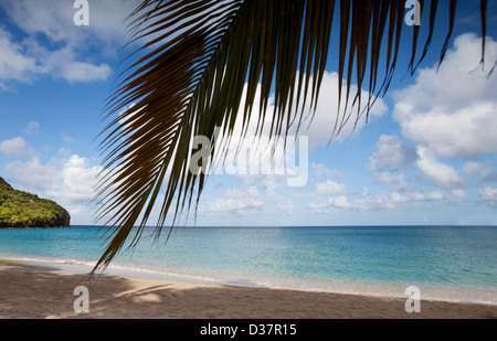 Palm tree che pende sulla spiaggia tropicale Foto Stock