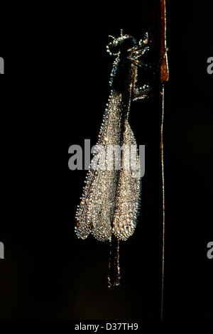 Libellula su un prato di mattina in gocce di rugiada Foto Stock