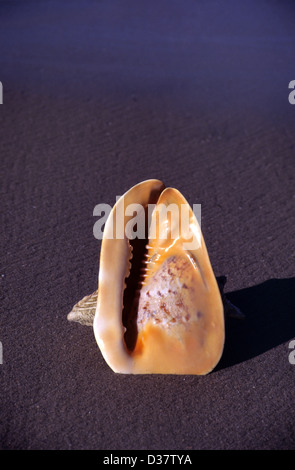 Casco a Cavallo singolo Sea Shell Cassis Cornuta sulla spiaggia Foto Stock
