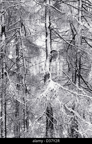 Neve alberi placcati. Immagine in bianco e nero. Foto Stock