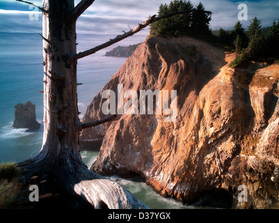 Capo Falcon in distanza su Oregon costa a nord a Oswald West State Park. Foto Stock