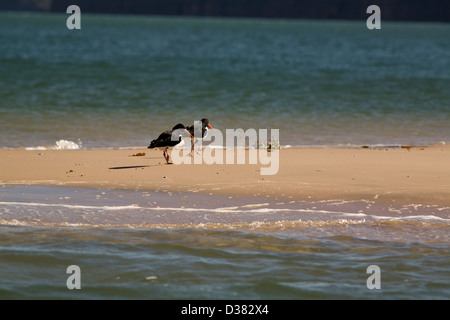 Oyster catturatori, Re Giorgio River, costa di Kimberley, Western Australia. Foto Stock