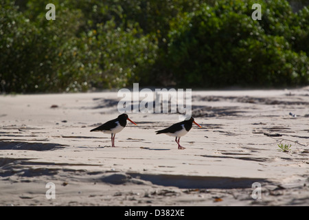 Oyster catturatori, Re Giorgio River, costa di Kimberley, Western Australia. Foto Stock