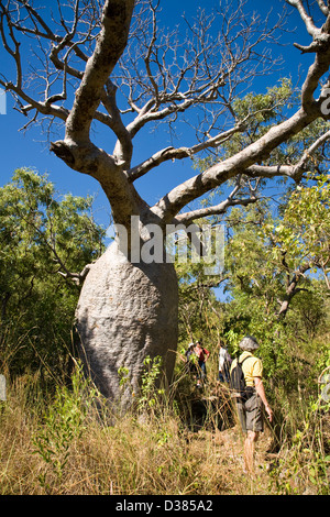 Boab tree, zattera punto, Collier Bay, Australia occidentale Foto Stock