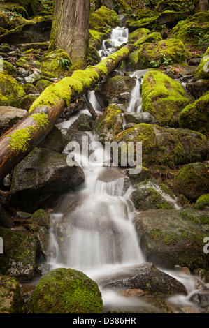 Una bella insenatura si snoda attraverso una pioggia di muschio ambiente forestale in Harrison Hot Springs, British Columbia, Canada. Foto Stock