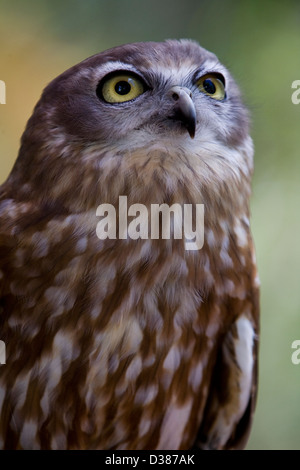 Barking owl, territorio Wildlife Park, Berry Springs, Territorio del Nord, l'Australia Foto Stock