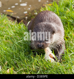 Una Lontra presso il British Centro faunistico del Surrey in Inghilterra Foto Stock