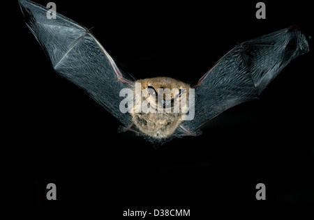 Un comune britains pipistrelle bat più piccolo in volo Foto Stock