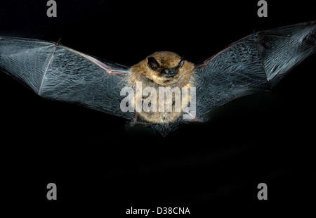 Un comune britains pipistrelle bat più piccolo in volo Foto Stock