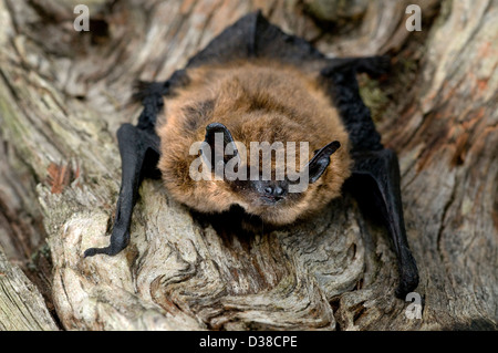 Close up ritratto di un comune britains pipistrelle bat più piccolo aggrappato a un vecchio albero nodose Foto Stock