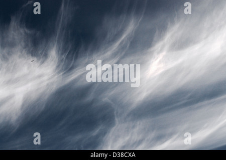 Rondinone comune in volo tra whispy cloud in un profondo cielo estivo Foto Stock