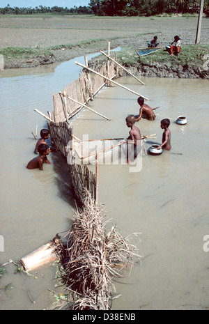 Giovani ragazzi che raccolgono il pesce in modo tradizionale dalle reti da trappola posizionate attraverso un fiume. Rajoir, Bangladesh Foto Stock