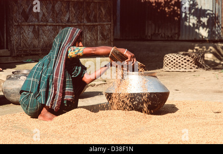 Una donna che mette il riso parboiled che è stato asciugato al sole in una pentola di alluminio pronta per la vendita. Shariatpur, Nr. Madaripur, Bangladesh Foto Stock