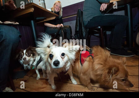 Carino pooches attendono con impazienza ci bistecca per cena presso il mio Doggy cena di San Valentino per i cani e gli amici mentre la raccolta di fondi per i cani la fiducia al capannone di carbone Ristorante, Brighton. 12 febbraio 2013 photo©Julia Claxton Foto Stock