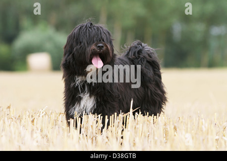 Cane Tibetan Terrier / Tsang Apso adulto in piedi in un campo Foto Stock