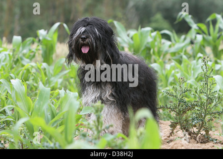 Cane Tibetan Terrier / Tsang Apso adulto in piedi in un campo Foto Stock