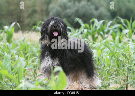 Cane Tibetan Terrier / Tsang Apso adulto in piedi in un campo Foto Stock