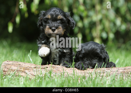 Cane Tibetan Terrier / Tsang Apso due cuccioli colori differenti su un legno Foto Stock