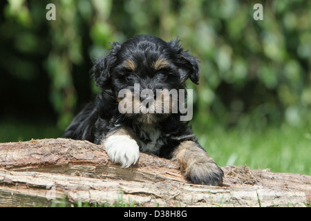 Cane Tibetan Terrier / Tsang Apso cucciolo giacente su di un legno Foto Stock