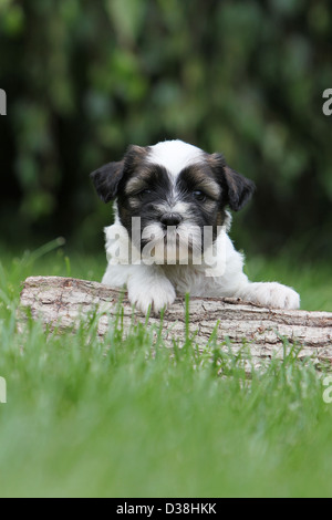 Cane Tibetan Terrier / Tsang Apso cucciolo giacente su di un legno Foto Stock