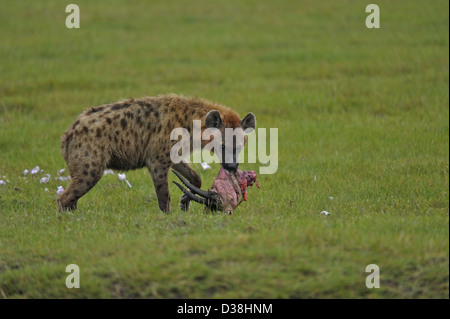 Avvistato iene (Crocuta crocuta) mangiando un Thompson's gazelle kill in Lake Nakuru national park, Kenya Foto Stock