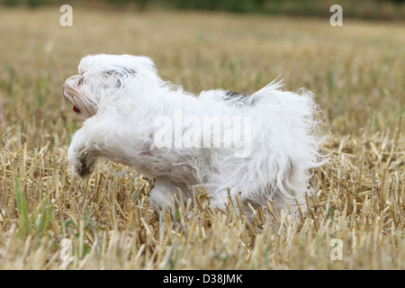 Cane Tibetan Terrier / Tsang Apso adulto in esecuzione in un prato Foto Stock