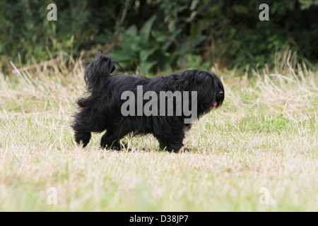 Cane Tibetan Terrier / Tsang Apso adulto a piedi in un prato Foto Stock